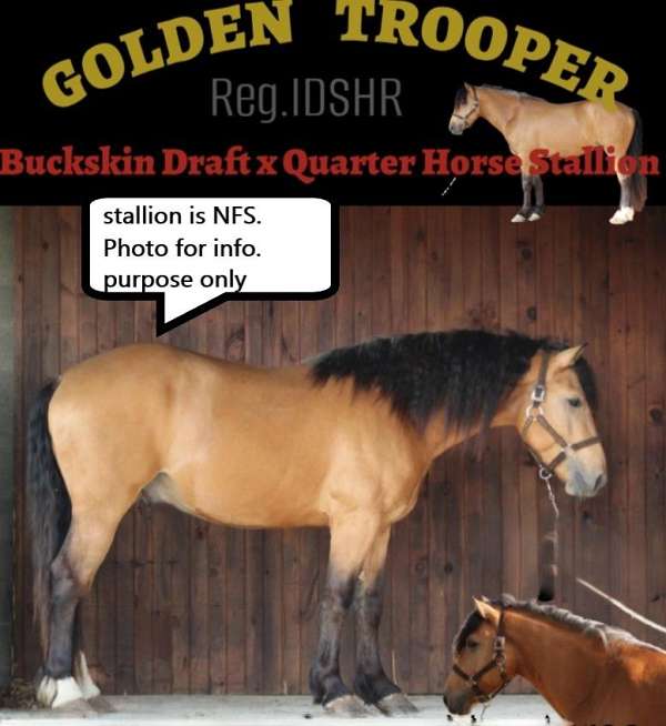 breeding-thoroughbred-horse