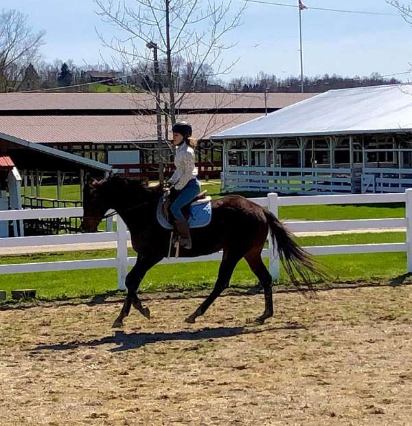 classical-thoroughbred-horse