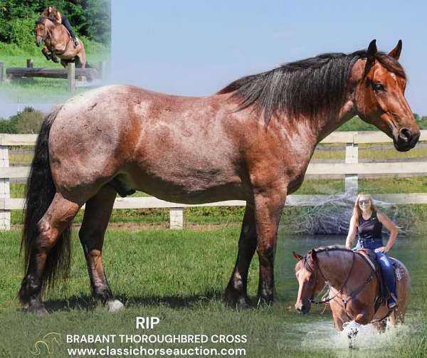 ability-thoroughbred-pony