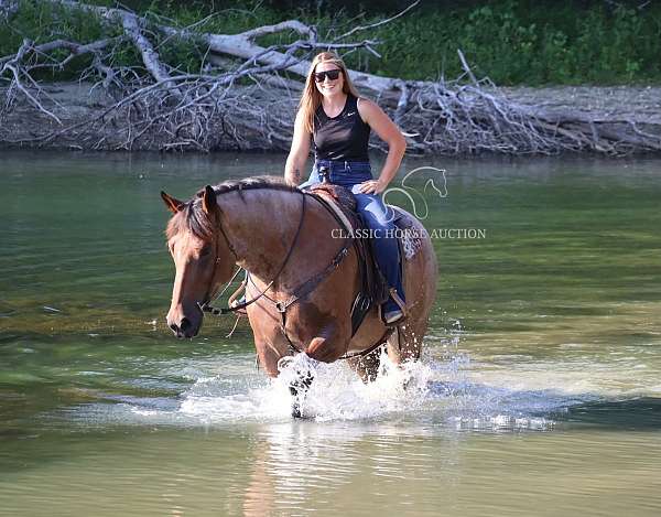auction-thoroughbred-pony