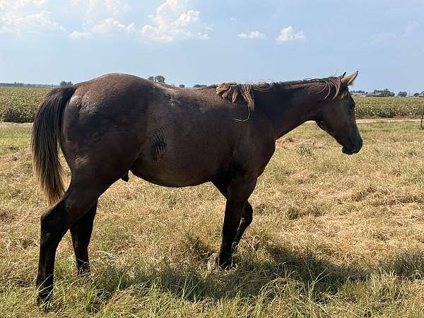 quarter-horse-colt