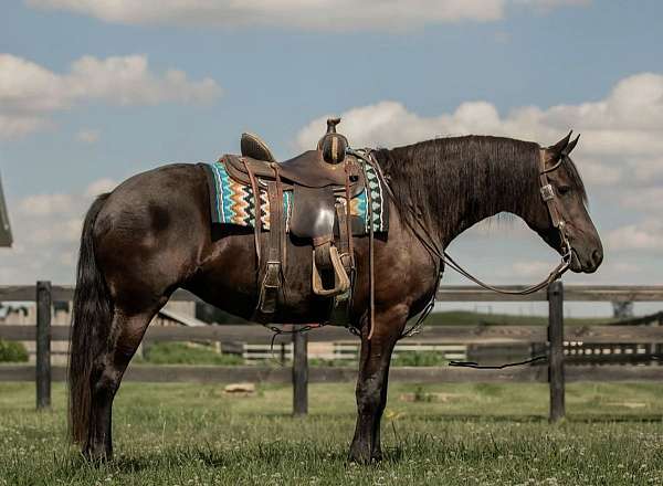 all-around-friesian-horse