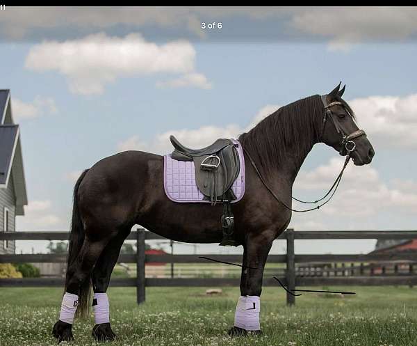 athletic-friesian-horse