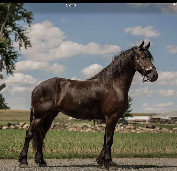 draft-friesian-horse