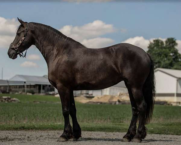 dressage-friesian-horse