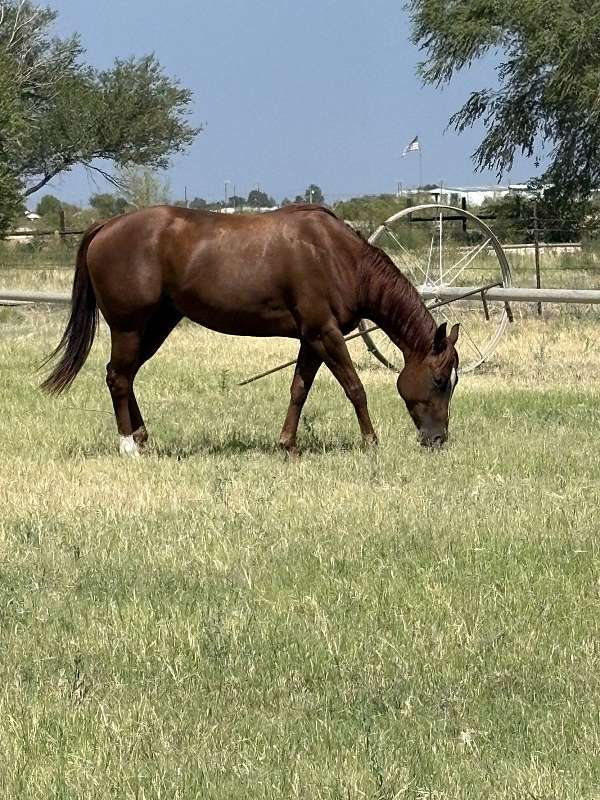 quarter-horse-mare