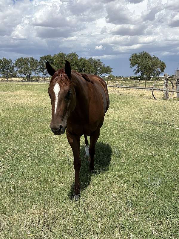 quarter-horse-for-sale