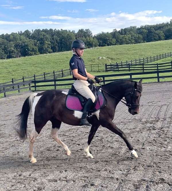 lease-pony