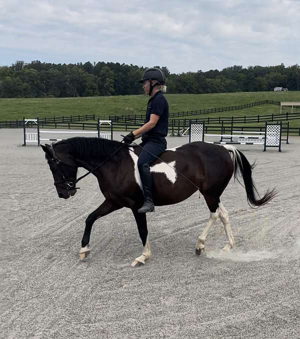 pony