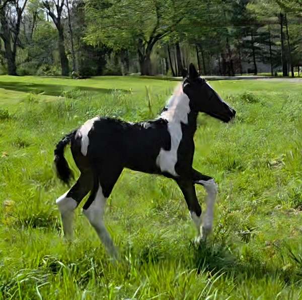 bay-white-paint-colored-weanling-gypsy-vanner-horse