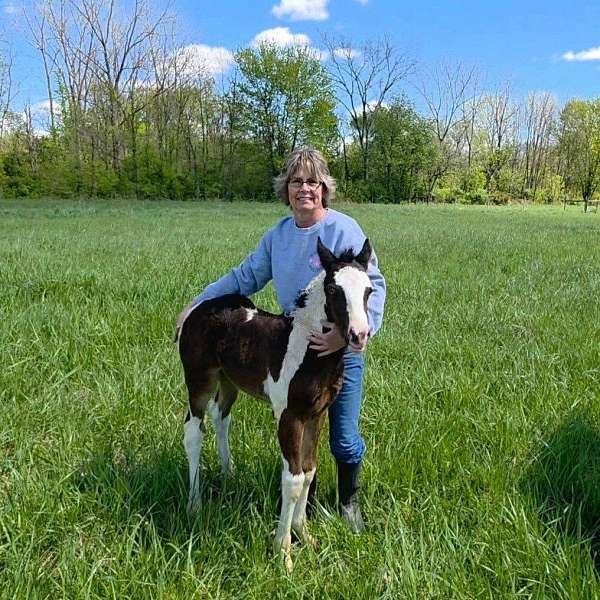 bay-white-paint-colored-weanling-horse