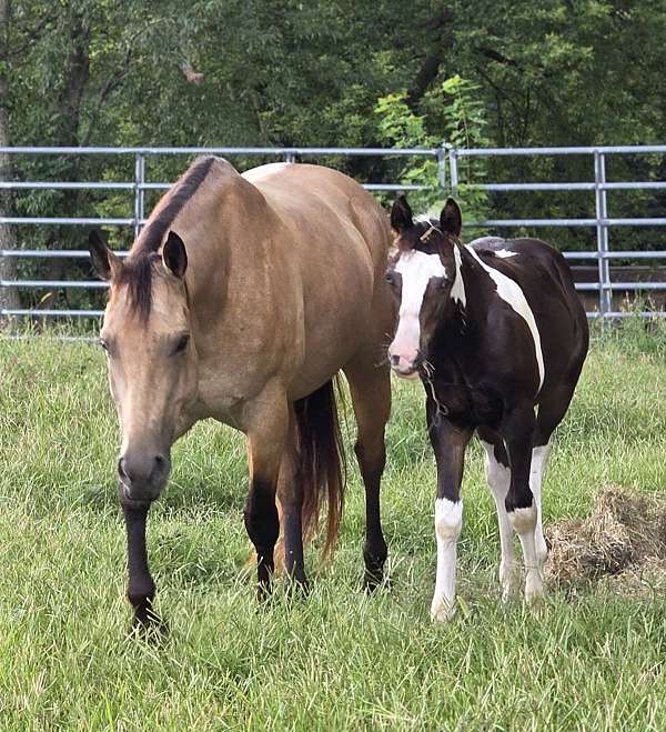 gypsy-vanner-foal-colt