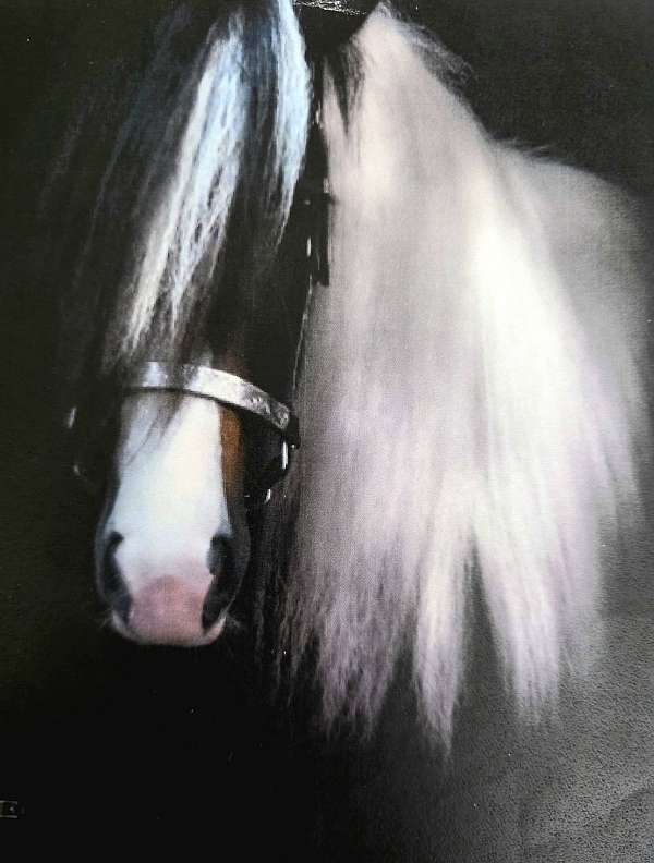 bay-white-paint-colored-weanling-quarter-horse