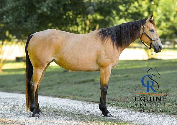bay-white-gypsy-vanner-colt