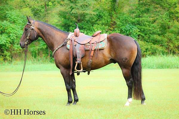 brown-sho-horse