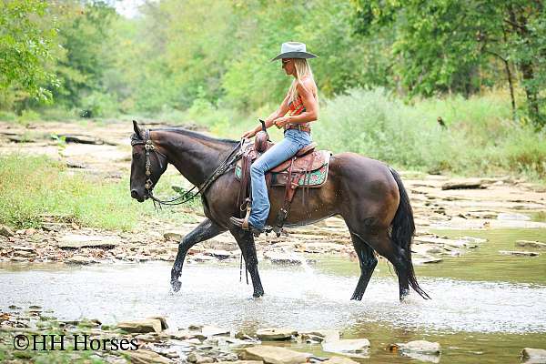 all-around-quarter-horse