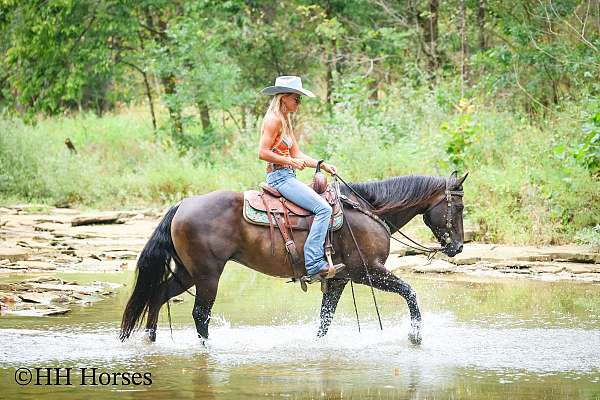 athletic-quarter-horse