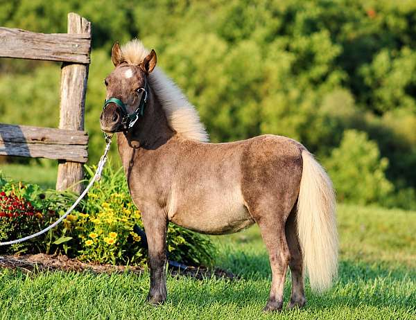 chocolate-miniature-colt