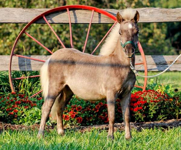 chocolate-colt-for-sale