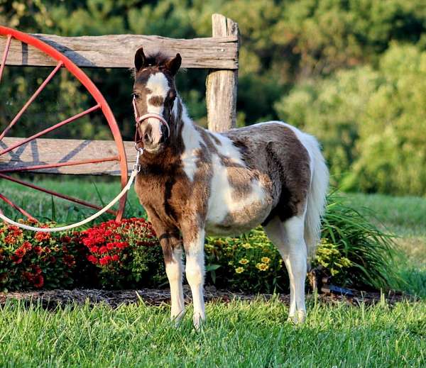 tobiano-miniature-colt