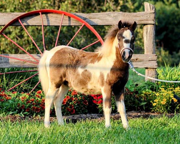 tobiano-colt-for-sale