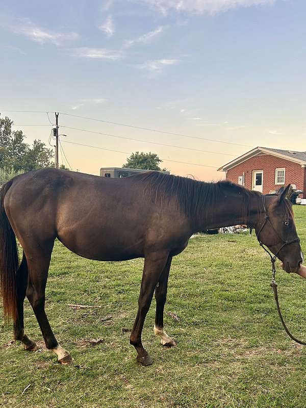quarter-horse-filly