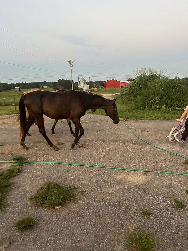 quarter-horse-for-sale