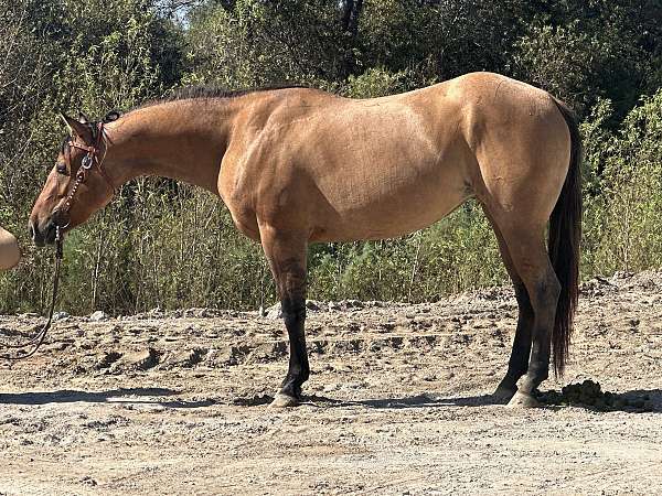 dun-roan-athletic-breeding-horse