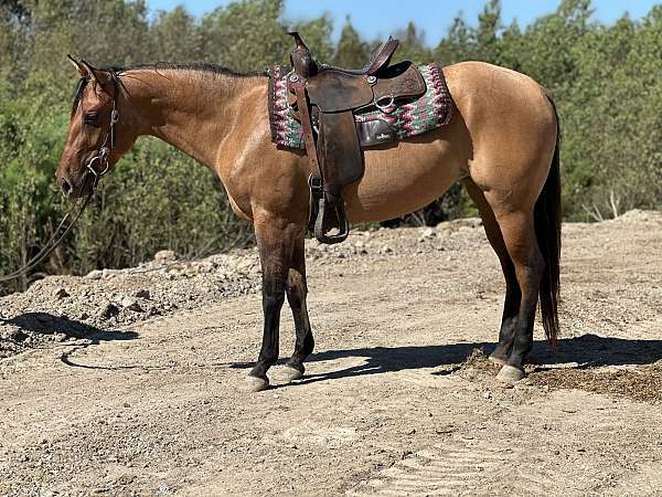 dun-roan-filly