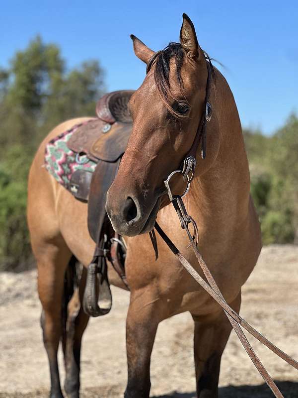 roan-quarter-horse-filly
