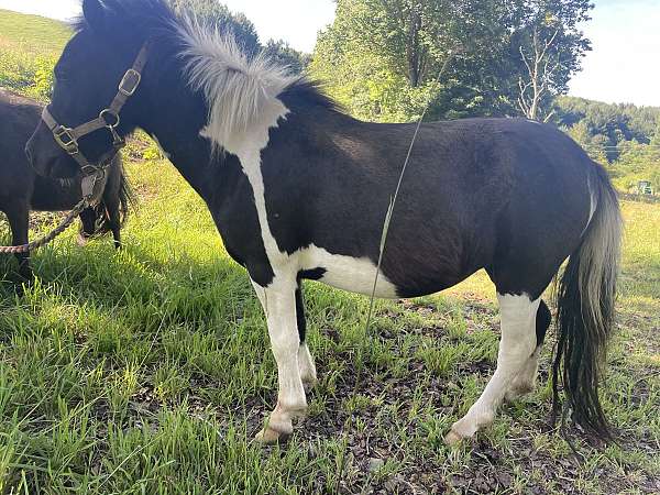 pinto-miniature-mare