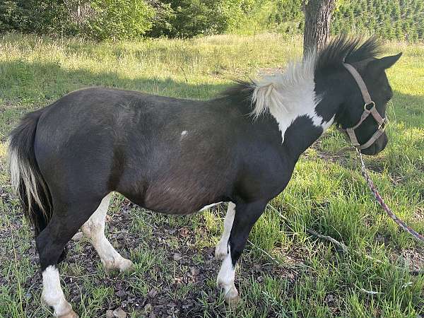 pinto-amha-horse