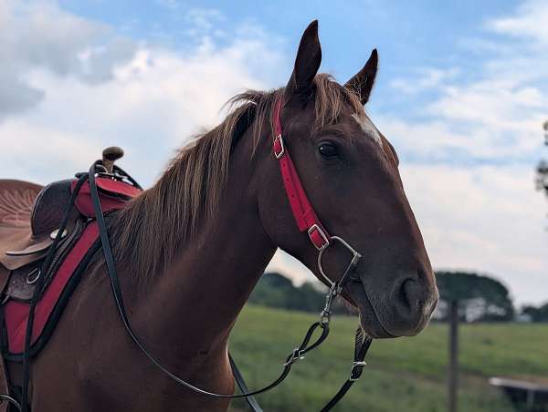 quarter-horse-colt