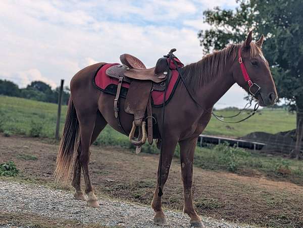 quarter-horse-for-sale