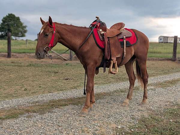 quarter-horse