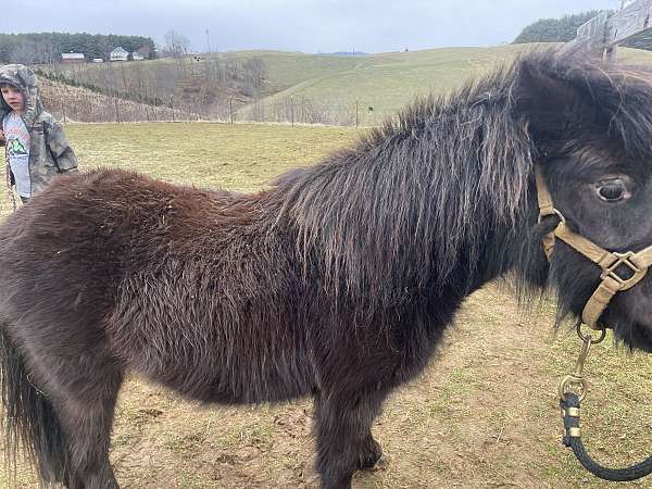 black-amha-mare