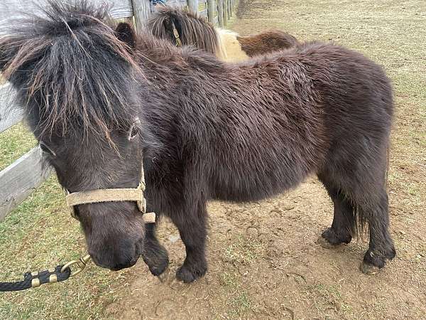 black-miniature-mare