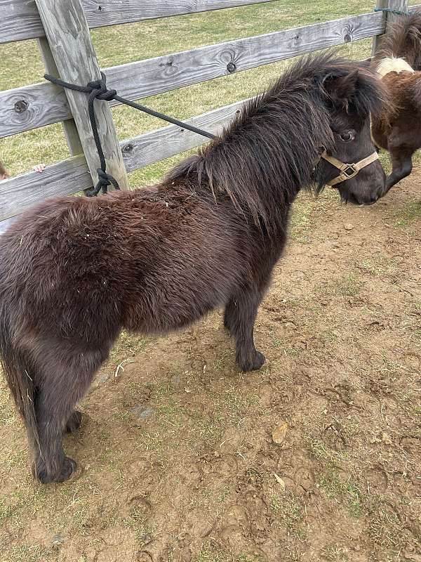 black-amha-horse