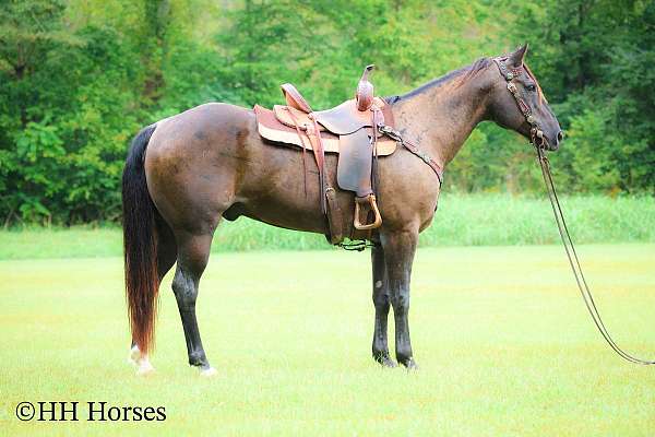 all-around-quarter-horse