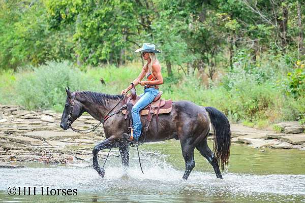 athletic-quarter-horse