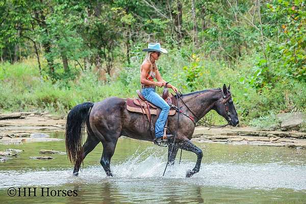 beginner-quarter-horse