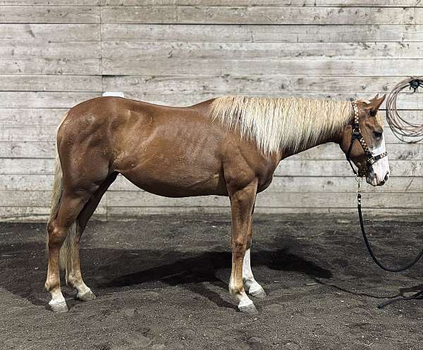 quarter-horse-mare