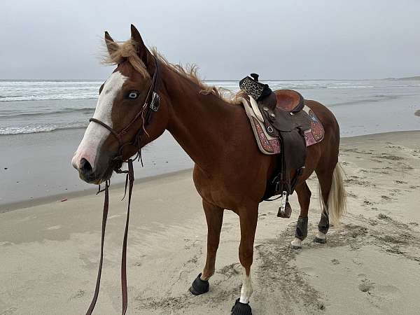 quarter-horse