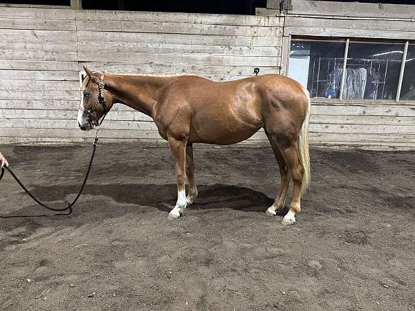 quarter-horse-for-sale