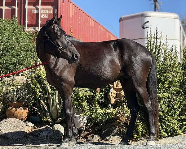 all-around-welsh-pony