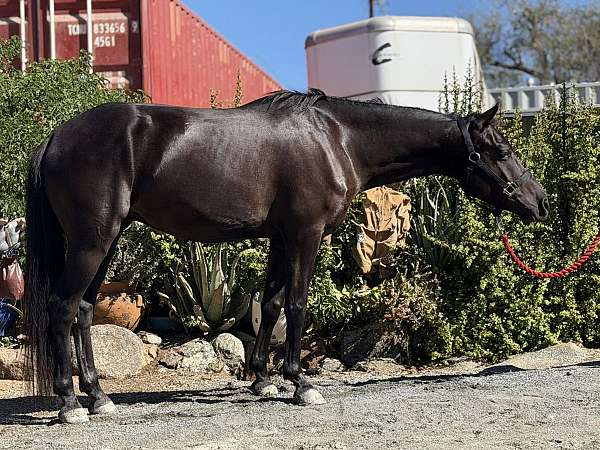 dressage-welsh-pony