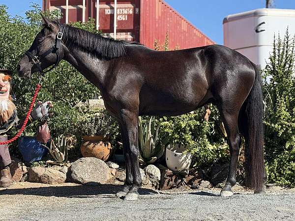 english-pleasure-welsh-pony