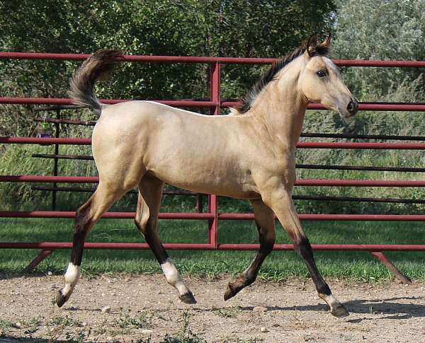 buckskin-colt-morgan-horse