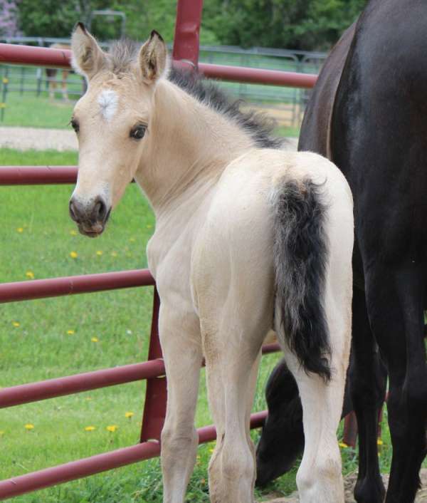 beginner-friendly-morgan-horse