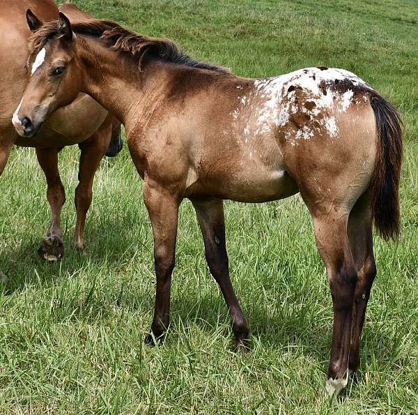 bay-roan-hunter-jum-horse